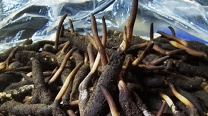 冬蟲夏草鮮草能不能泡酒？科學(xué)解析與實(shí)用指南