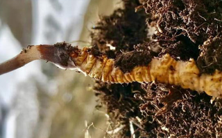 冬蟲夏草的多樣吃法，解鎖滋補(bǔ)新體驗(yàn)