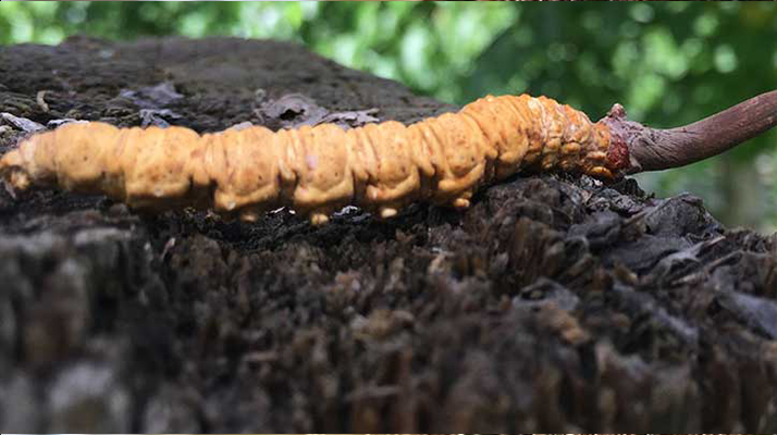 正宗野生<a href=http://m.eaebo.com/jiage/ target=_blank class=infotextkey>蟲草多少錢</a>一斤