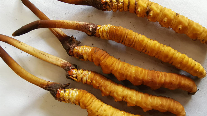 鮮冬蟲夏草常溫能放多久？一文讀懂保存秘籍