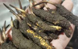 鮮冬蟲夏草急凍能放多久？科學(xué)保存全解析