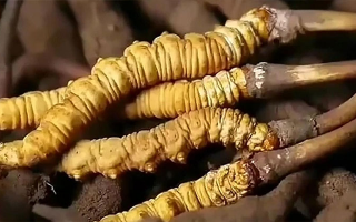 鮮冬蟲夏草燉排骨：一鍋暖身又滋補的美味秘籍