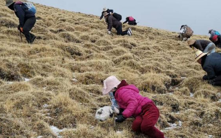 揭秘冬蟲夏草的黃金采摘季：時間、地域與品質(zhì)的微妙關(guān)系? ? ? ?