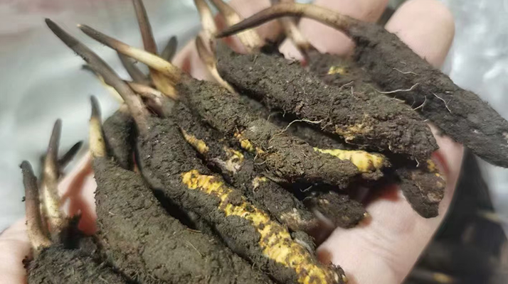 探秘鮮冬蟲(chóng)夏草：自然孕育的神奇瑰寶