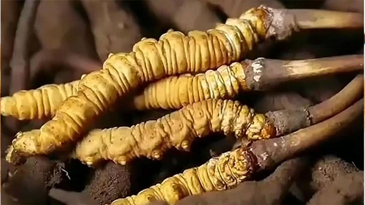 鮮冬蟲夏草怎么吃味道好？解鎖舌尖上的滋補盛宴