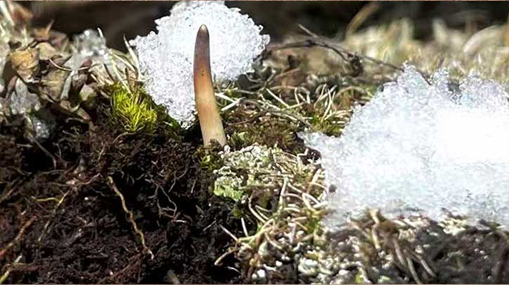 探秘雪域珍寶：最大的新鮮<a href=http://m.eaebo.com/ target=_blank class=infotextkey><a href=http://m.eaebo.com/s/nqcc/ target=_blank class=infotextkey>那曲冬蟲夏草</a></a>