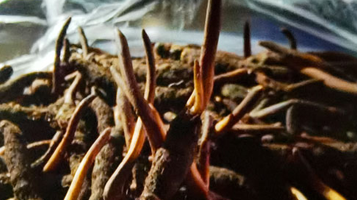 新鮮冬蟲夏草保存全攻略:鎖住營(yíng)養(yǎng),延長(zhǎng)鮮味