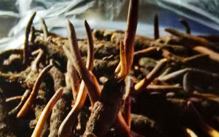 新鮮冬蟲夏草保存全攻略：鎖住營養(yǎng)，延長鮮味