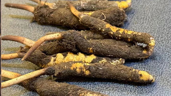 新鮮<a href=http://m.eaebo.com/jiage/ target=_blank class=infotextkey>冬蟲夏草價格</a>