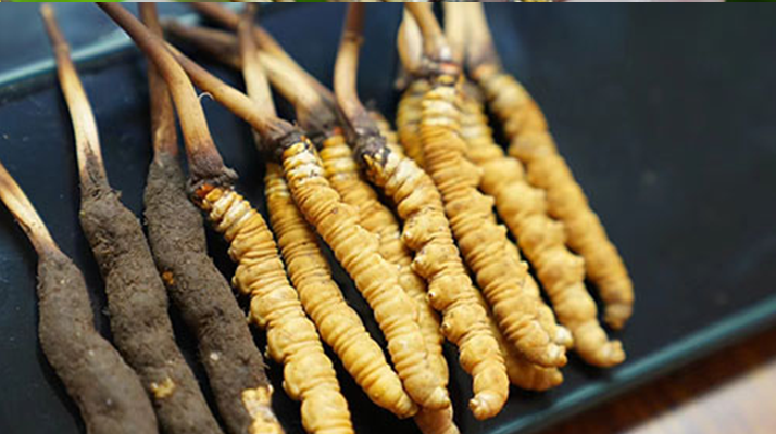 好<a href=http://m.eaebo.com/jiage/ target=_blank class=infotextkey>冬蟲夏草多少錢</a>一斤？價格全解析