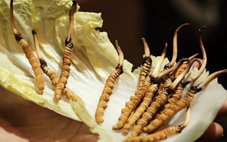 冬蟲夏草為何鮮的好？深度解析鮮蟲草的獨(dú)特優(yōu)勢