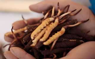 冬蟲夏草鮮草幾月份采挖？產(chǎn)地與時節(jié)的奧秘