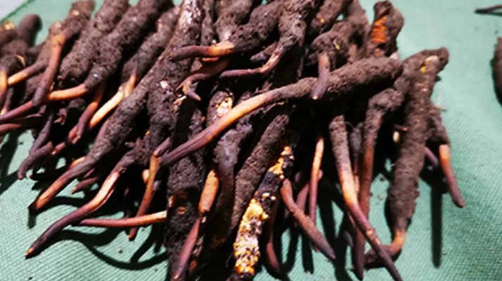 新鮮冬蟲夏草哪里買？全渠道選購指南