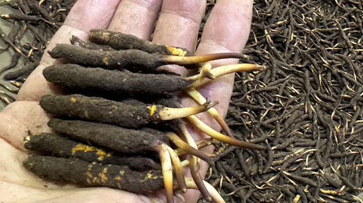 冬蟲(chóng)夏草燉湯真能提鮮？揭開(kāi)滋補(bǔ)食材的味覺(jué)密碼