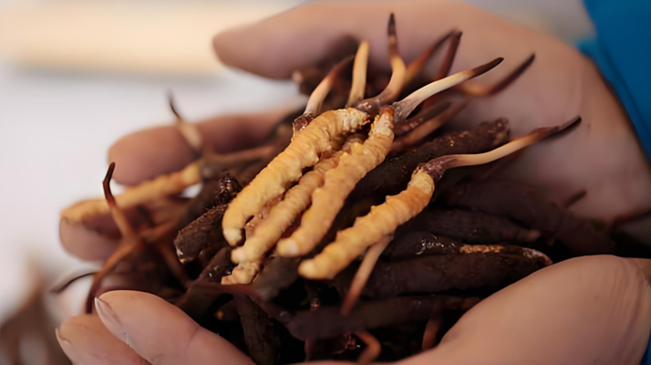 雪域高原上的采挖傳奇:冬蟲夏草鮮草的尋覓之路