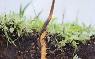 冬蟲夏草鮮草一天吃幾個？科學食用指南來了