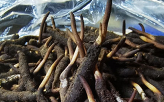 新鮮冬蟲夏草能放多久吃？一文掌握儲存與食用期限