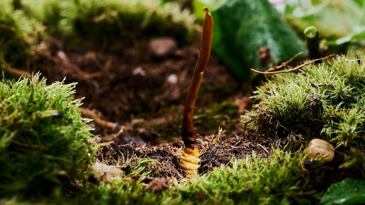 探秘那曲純野生<a href=http://m.eaebo.com/xinxian/ target=_blank class=infotextkey>新<a href=http://m.eaebo.com/xinxian/ target=_blank class=infotextkey>鮮冬蟲夏草</a></a>