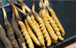 鮮冬蟲夏草什么季節(jié)最好？滋補(bǔ)時機(jī)大揭秘