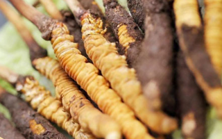 鮮冬蟲夏草哪個尺寸最好？一文讀懂，不再糾結(jié)