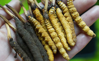 鮮冬蟲夏草如何打粉末保存？實用指南來了
