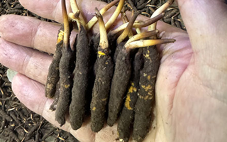 3000 條蟲草一克是幾只？深入解析蟲草規(guī)格與重量關系? ? ? ?