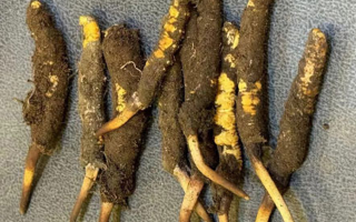 野生冬蟲夏草一斤多少錢？多維度價(jià)格解析