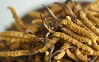 鮮冬蟲夏草價格全解析：從雪域高原到您手中的價值鏈條