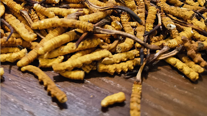 斷的冬蟲夏草有效果嗎？一文揭開真相