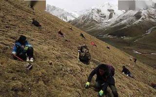 冬蟲夏草都是野生的嗎？探尋其生長(zhǎng)的奧秘