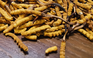 斷的冬蟲夏草有效果嗎？一文揭開真相