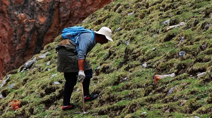 冬蟲夏草什么時候采挖？最佳采挖時節(jié)與科學依據(jù)