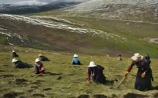 冬蟲夏草產(chǎn)地是哪里好