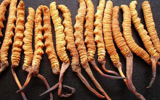 冬蟲(chóng)夏草：神話光環(huán)下的營(yíng)養(yǎng)真相