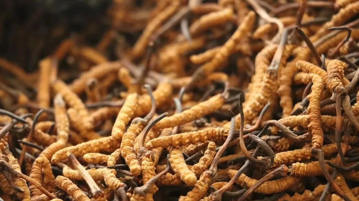 冬蟲夏草的功效與用量:科學(xué)滋補的關(guān)鍵指南
