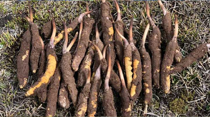 <a href=http://m.eaebo.com/xinxian/ target=_blank class=infotextkey>新<a href=http://m.eaebo.com/xinxian/ target=_blank class=infotextkey>鮮冬蟲夏草</a></a>科學(xué)晾干指南