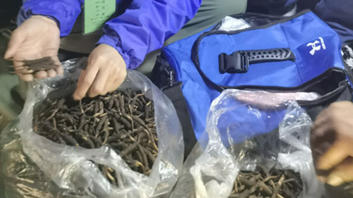 <a href=http://m.eaebo.com/xinxian/ target=_blank class=infotextkey>新<a href=http://m.eaebo.com/xinxian/ target=_blank class=infotextkey>鮮冬蟲夏草</a></a>的正確食用指南