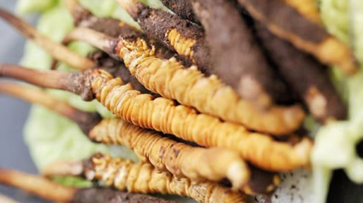 冬蟲夏草的功效解析：從傳統(tǒng)智慧到現(xiàn)代科學(xué)的雙重印證