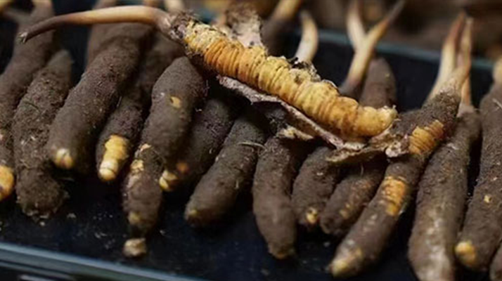 冬蟲(chóng)夏草適合哪些人群？精準(zhǔn)滋補(bǔ)指南