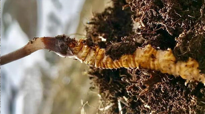 新鮮<a href=http://m.eaebo.com/s/yscc/ target=_blank class=infotextkey>玉樹冬蟲夏草</a>的科學(xué)保存方法