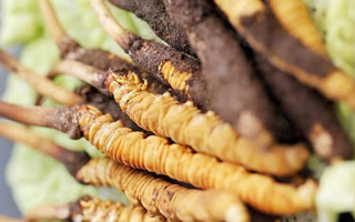 冬蟲夏草適合產(chǎn)后婦女嗎？科學(xué)滋補與恢復(fù)指南