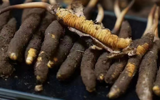 冬蟲(chóng)夏草適合哪些人群？精準(zhǔn)滋補(bǔ)指南