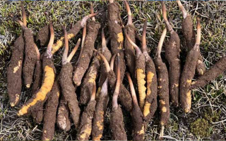 一根鮮冬蟲夏草多少克？多因素決定重量差異