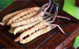 冬蟲夏草與孩子：科學看待兒童滋補的正確方式