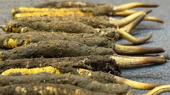 一根鮮<a href=http://m.eaebo.com/jiage/ target=_blank class=infotextkey>冬蟲夏草多少錢</a>？影響價格的核心因素解析