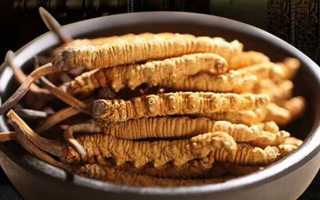 冬蟲夏草燉湯會上火嗎？科學(xué)解析滋補(bǔ)與上火的平衡之道