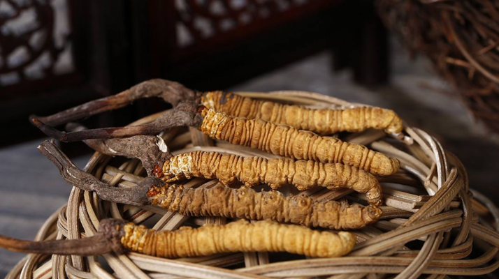 冬蟲夏草價格:波動中的 “軟黃金” 價值剖析