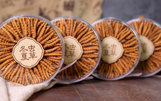 同仁堂冬蟲夏草禮盒：珍稀饋贈，品質(zhì)之選