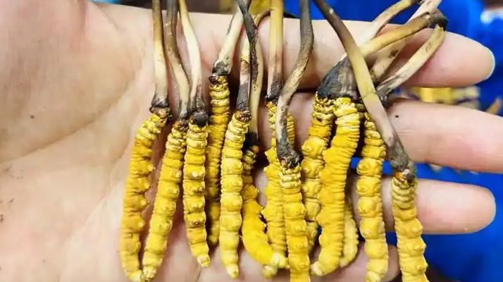 冬蟲夏草吃鮮的還是干的？一場關(guān)于自然饋贈的現(xiàn)代抉擇