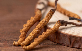 吃冬蟲夏草的好處有哪些？科學(xué)解讀這株"雪山黃金"的養(yǎng)生價值